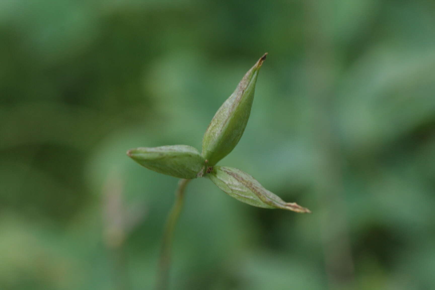 Image of Thalictrum macrocarpum Gren.