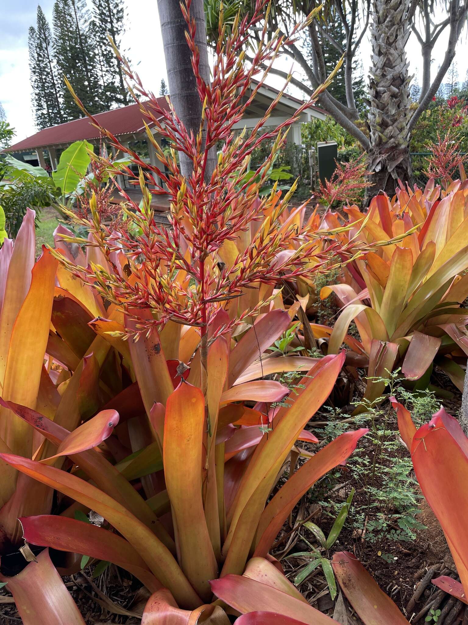 Image of Bromeliad