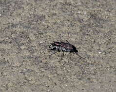 Image of Twelve-spotted Tiger Beetle