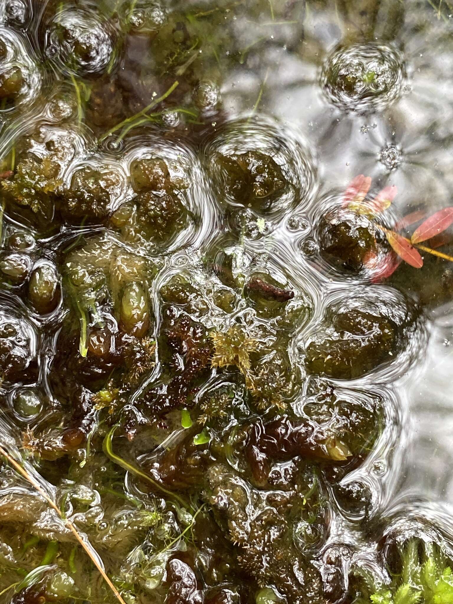 Imagem de Sphagnum cyclophyllum Sullivant & Lesquereux ex A. Gray 1856