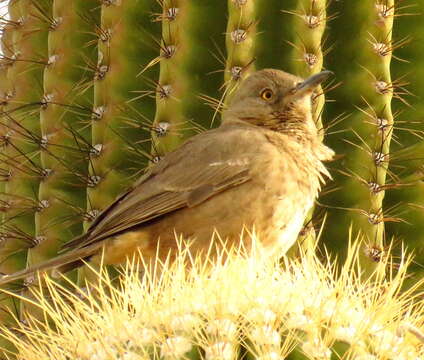 Toxostoma bendirei (Coues 1873)的圖片