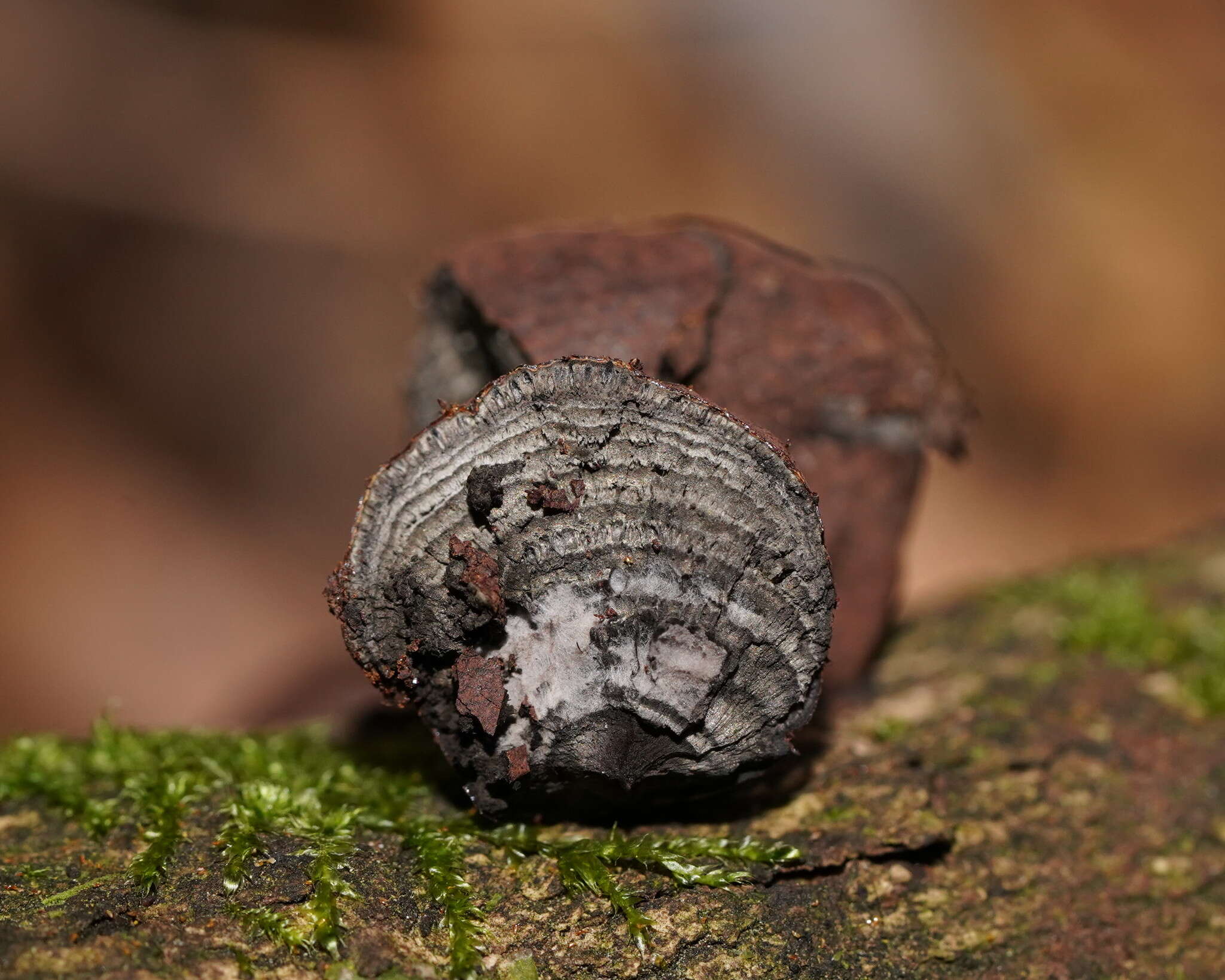 Plancia ëd Daldinia grandis Child 1932