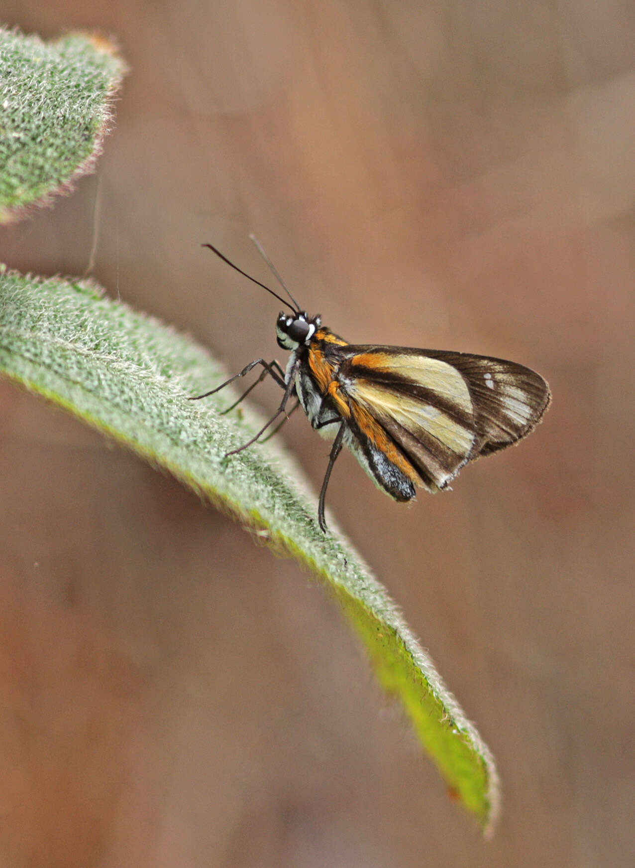 Слика од Vettius phyllus Cramer 1777