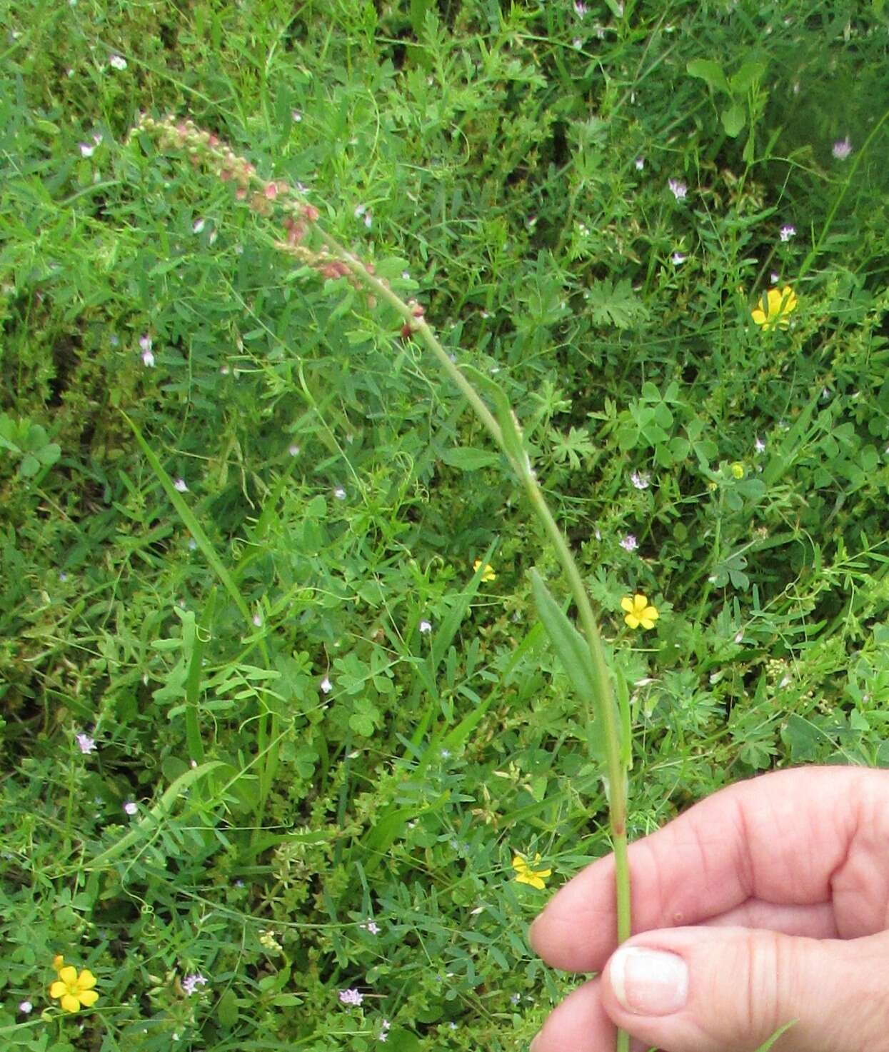 Plancia ëd Rumex acetosella L.