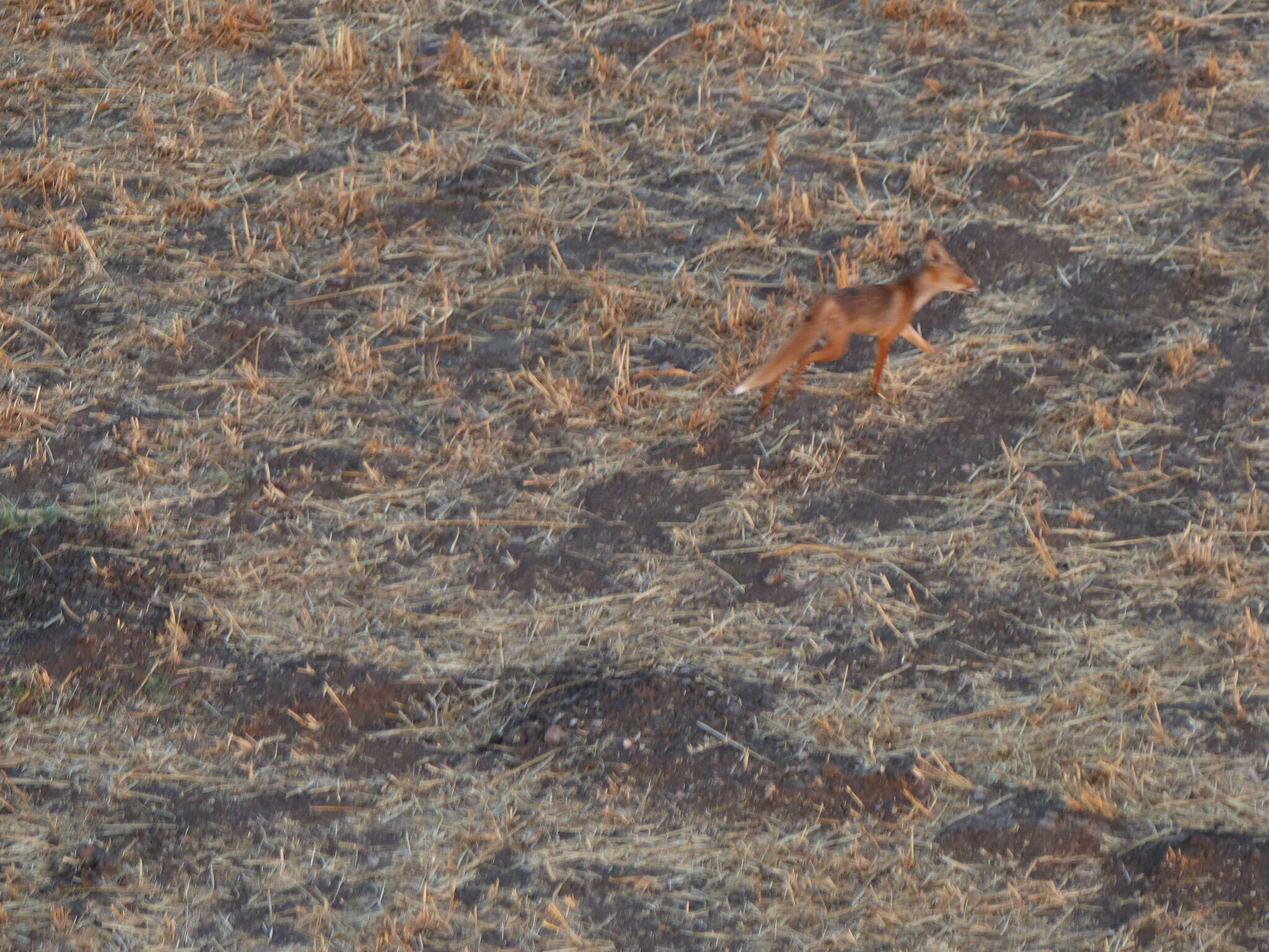 Image of Vulpes vulpes niloticus (É. Geoffroy Saint-Hilaire 1803)