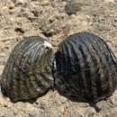 Image of Fat threeridge (mussel)