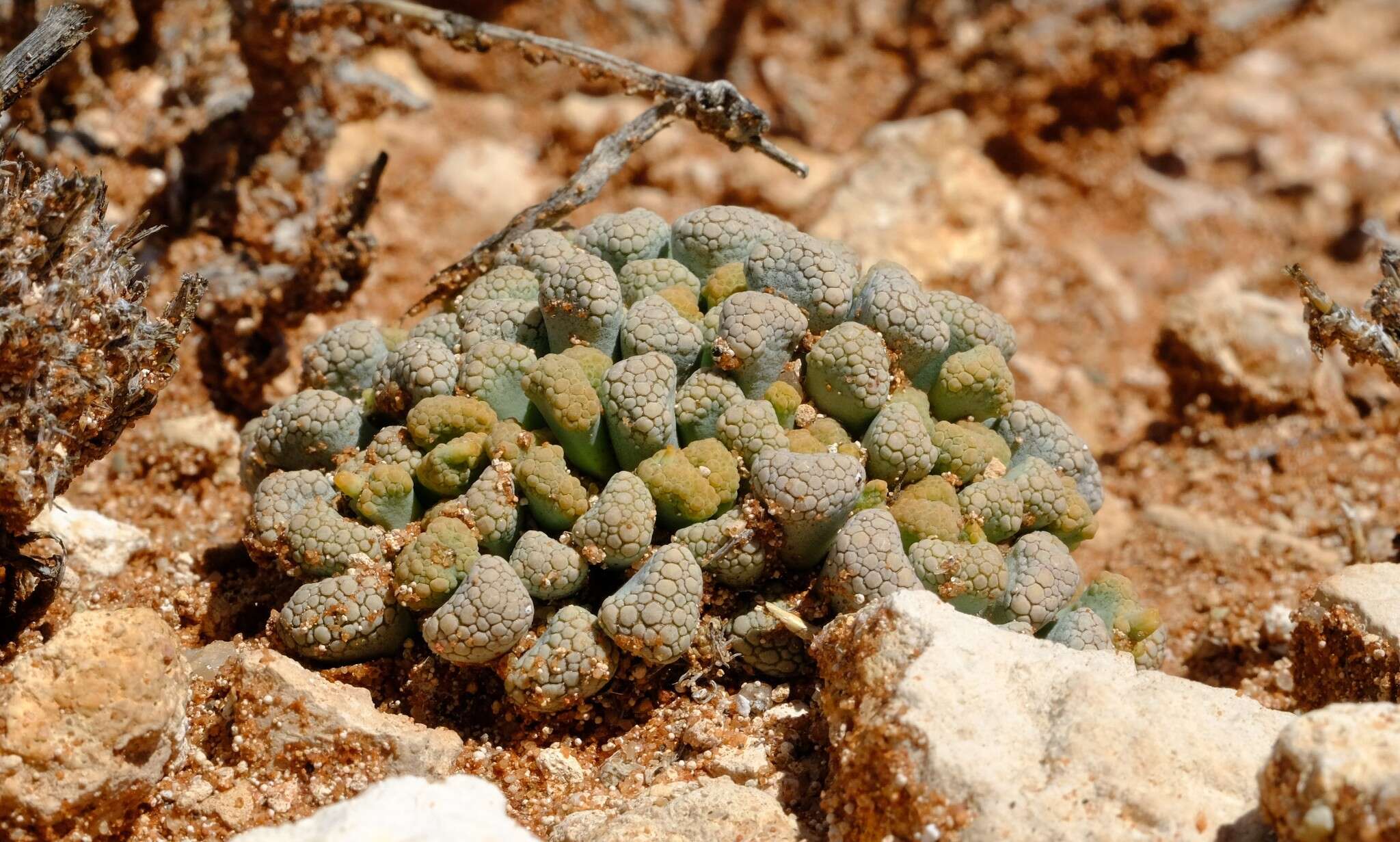 Imagem de Titanopsis schwantesii (Dinter) Schwant.