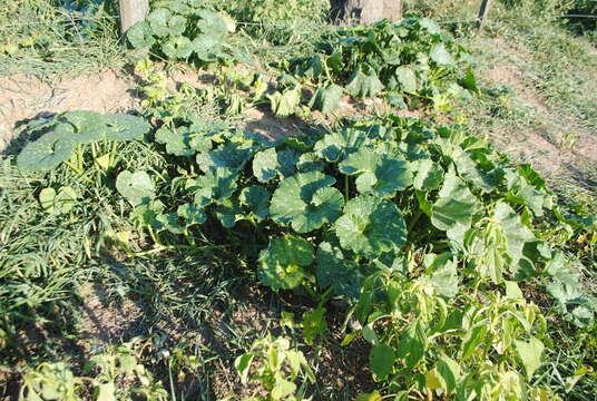 Image of winter squash