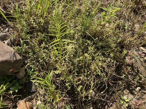 Image of sticky hedgehyssop