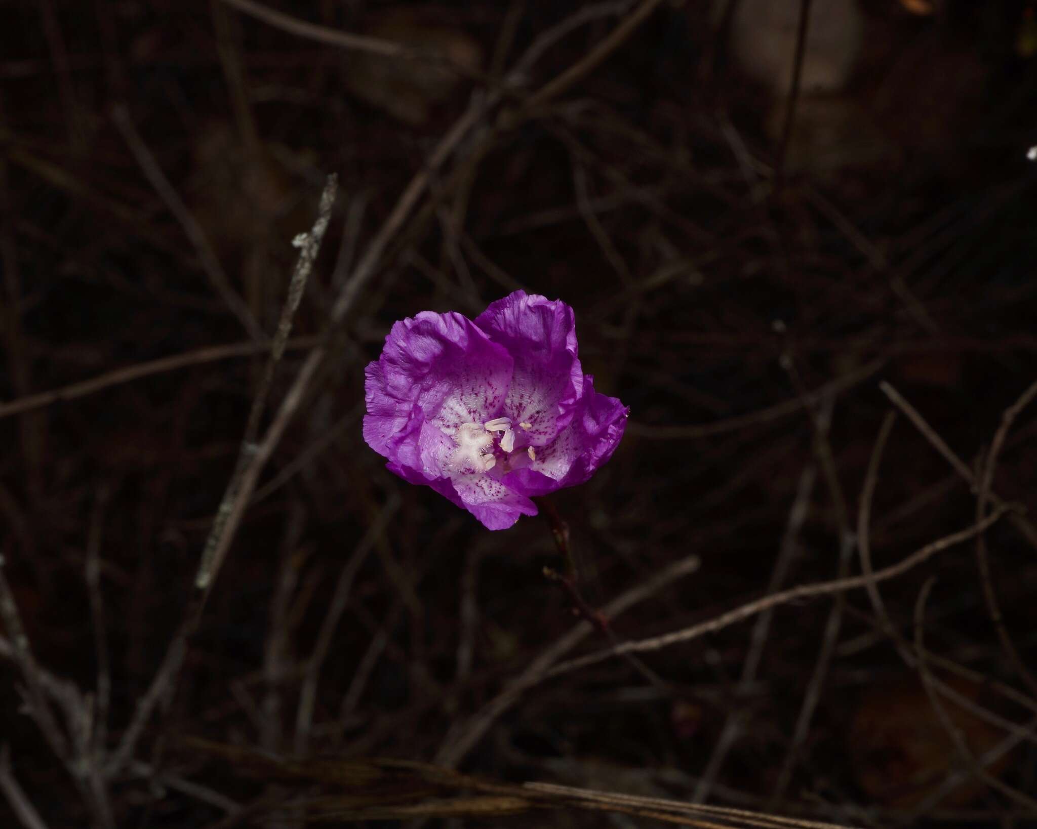 Plancia ëd Clarkia lewisii P. H. Raven & D. R. Parnell