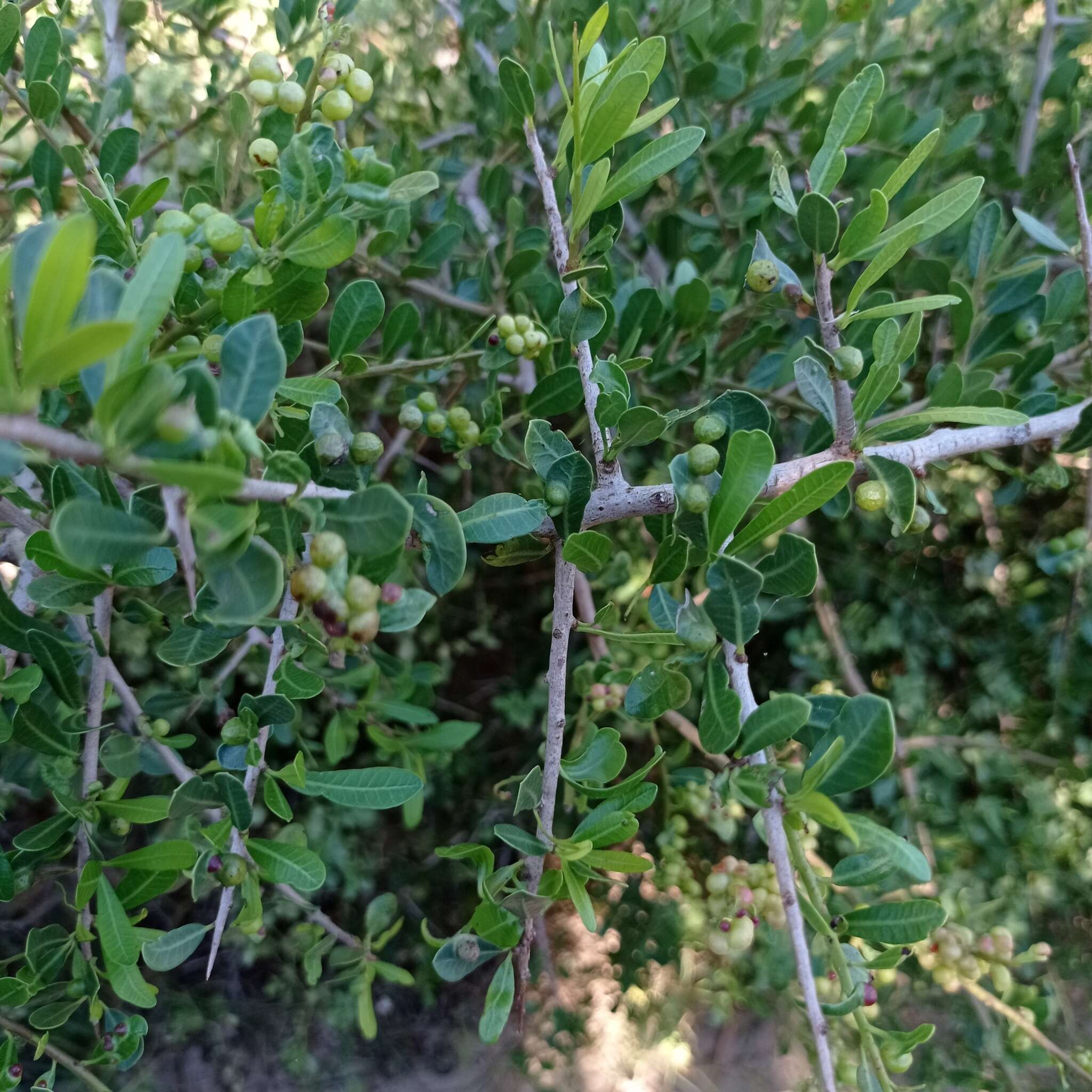 Image of Schinus engleri F. A. Barkley