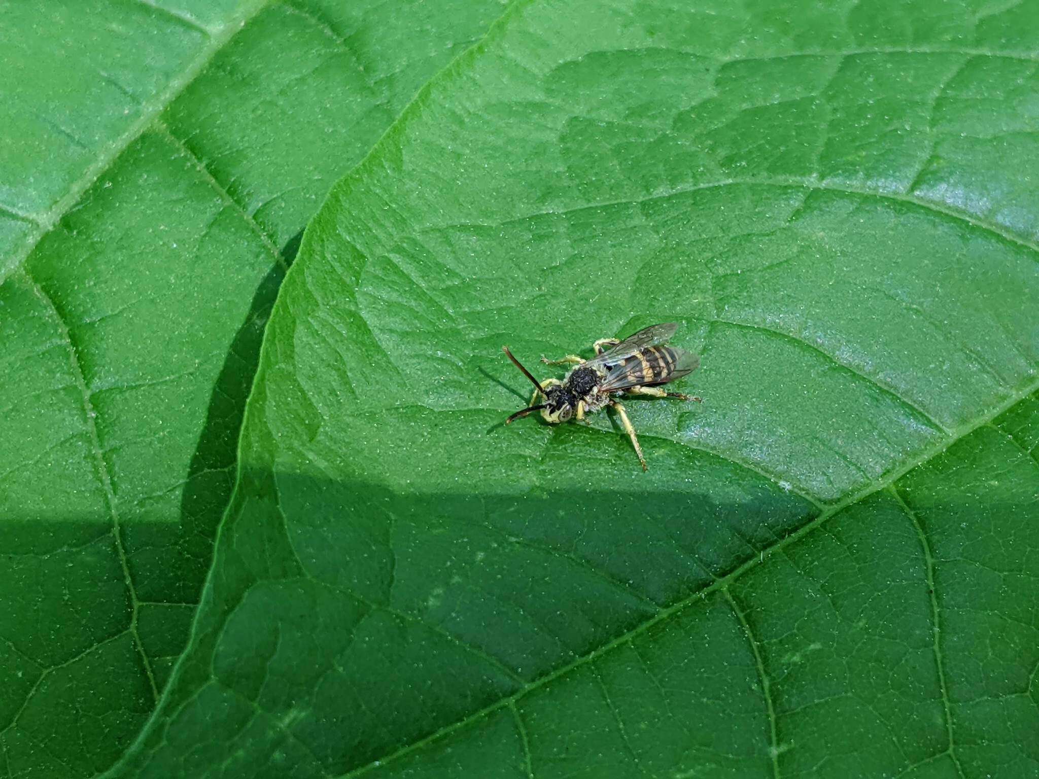 Слика од Nomada luteoloides Robertson 1895