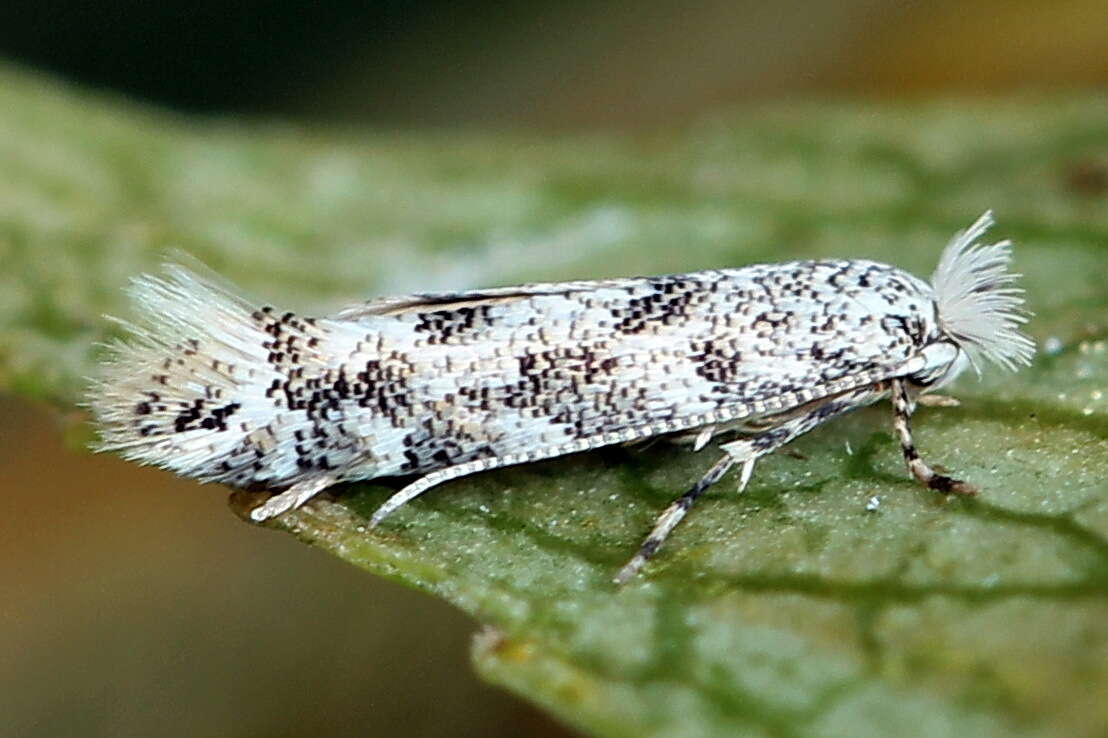 صورة Phyllonorycter populifoliella (Treitschke 1833)