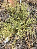 Image of brittle sandwort