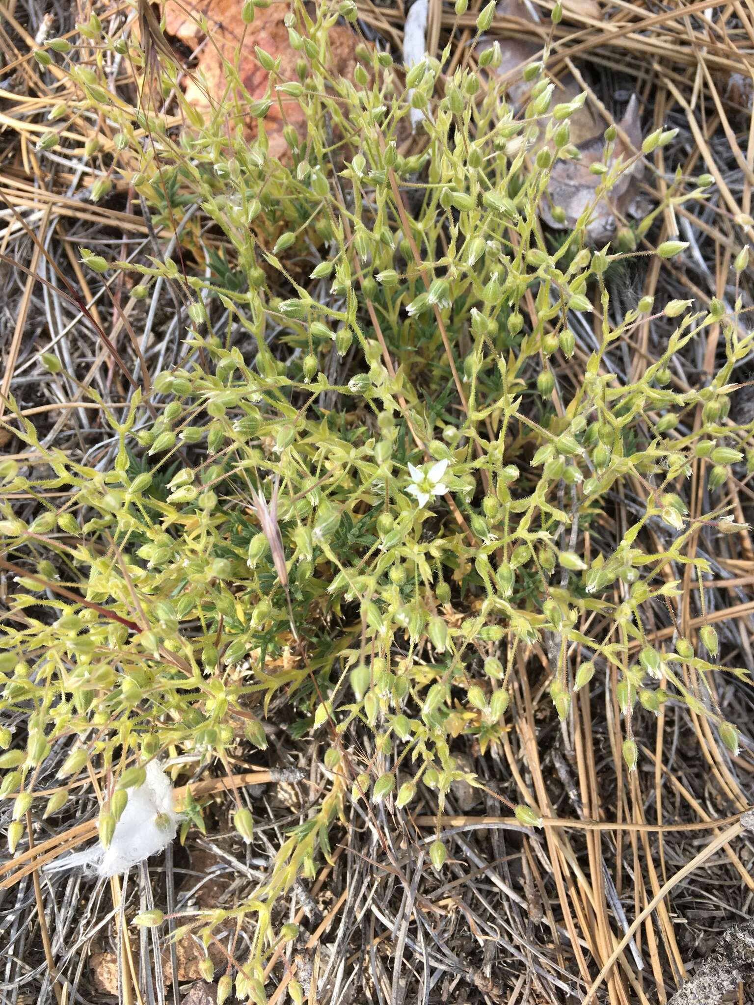 Image of brittle sandwort