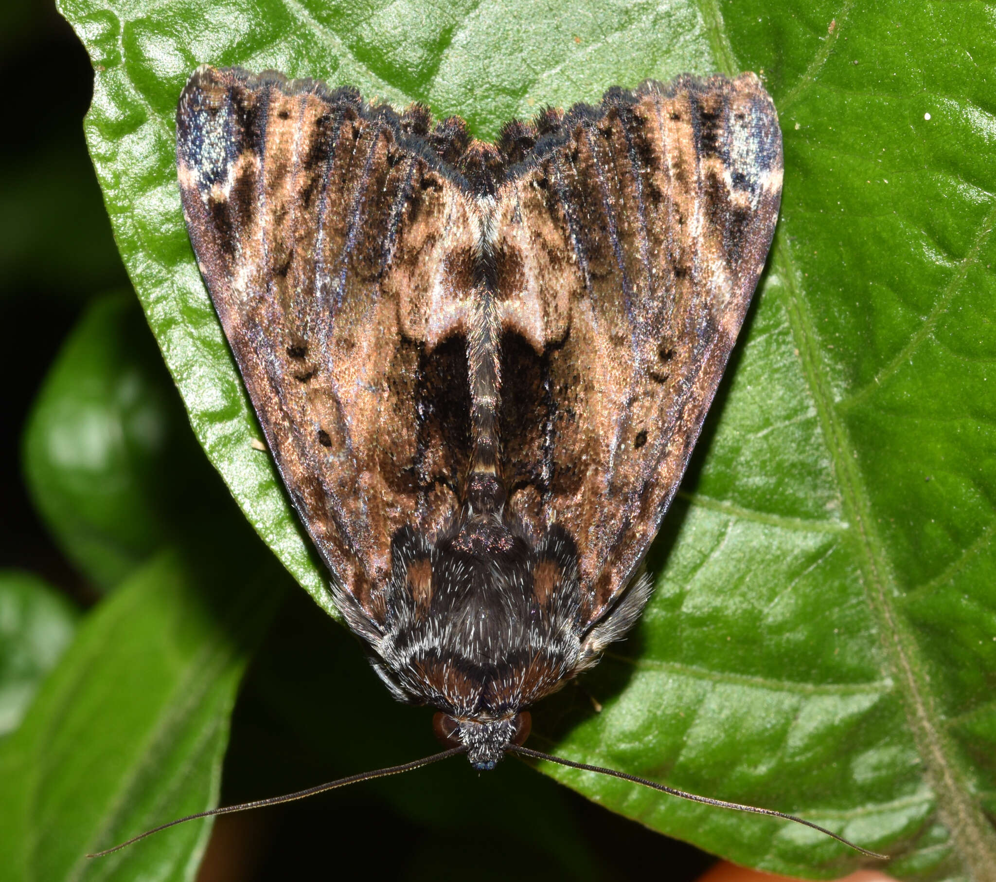 Image de <i>Catephia natalensis</i> Hampson 1902