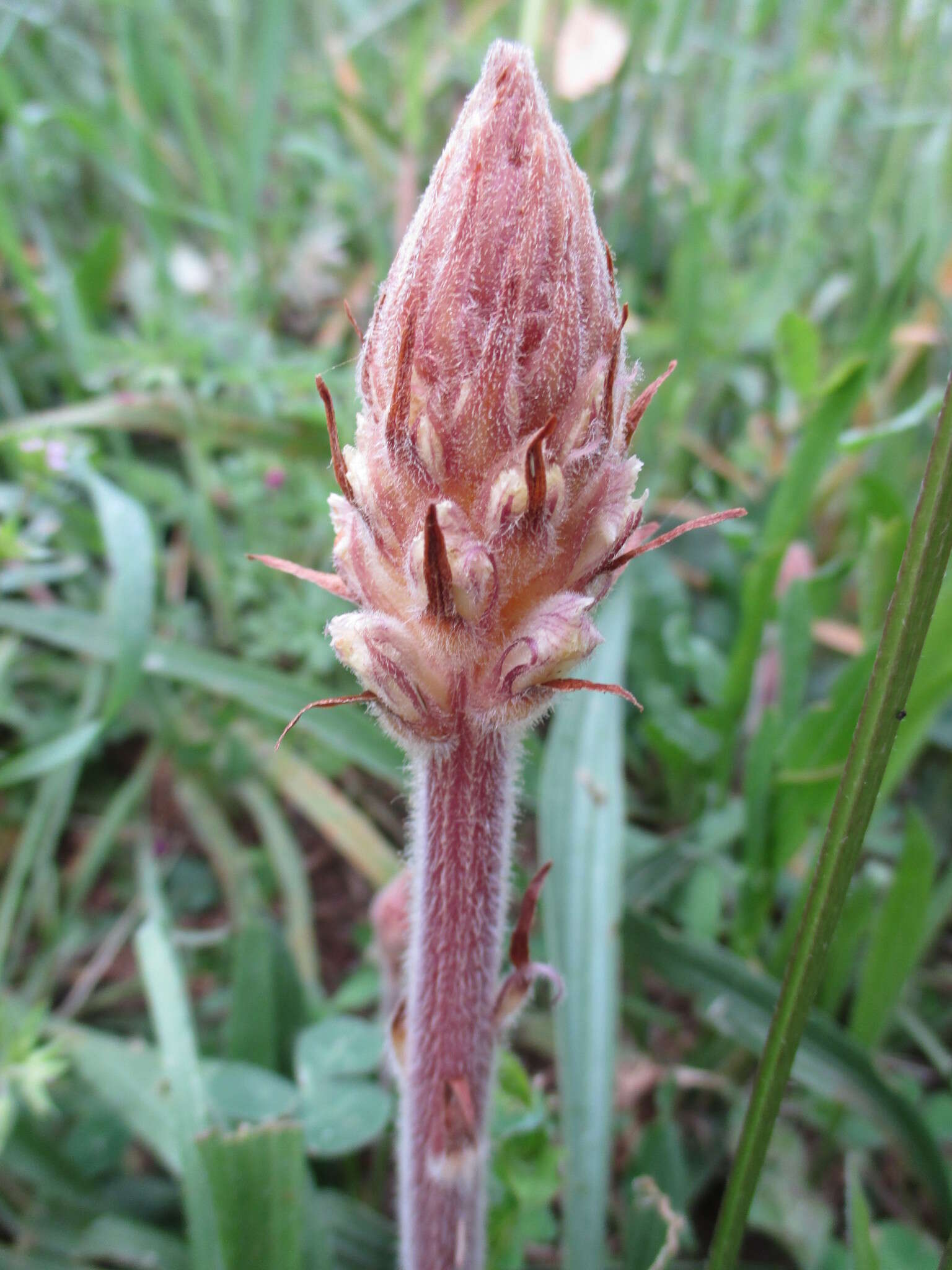 Imagem de Orobanche litorea Guss.