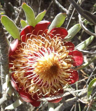 Image of Protea canaliculata Andr.