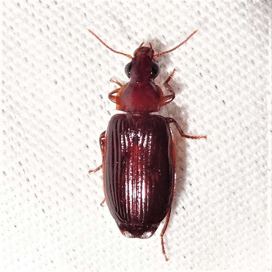 Image of Ground beetle