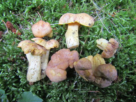 Imagem de Cantharellus amethysteus (Quél.) Sacc. 1887