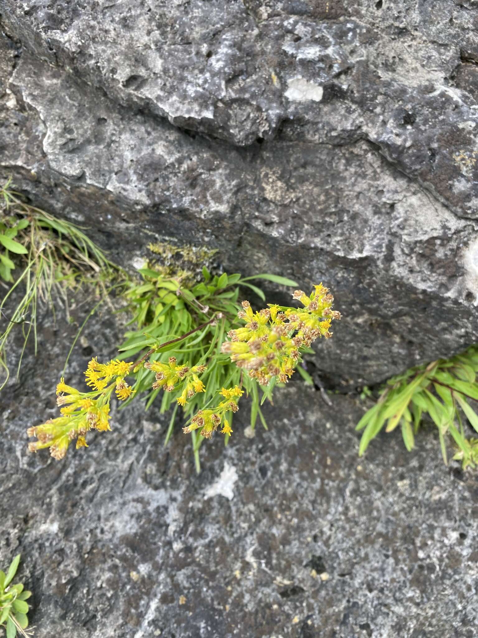 Image of Solidago simplex var. ontarioensis (Ringius) G. S. Ringius