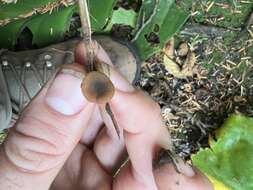 Imagem de Lactarius occidentalis A. H. Sm. 1960