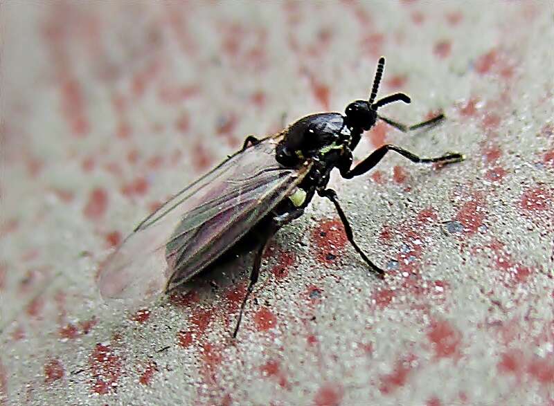 Image of Minute black scavenger fly