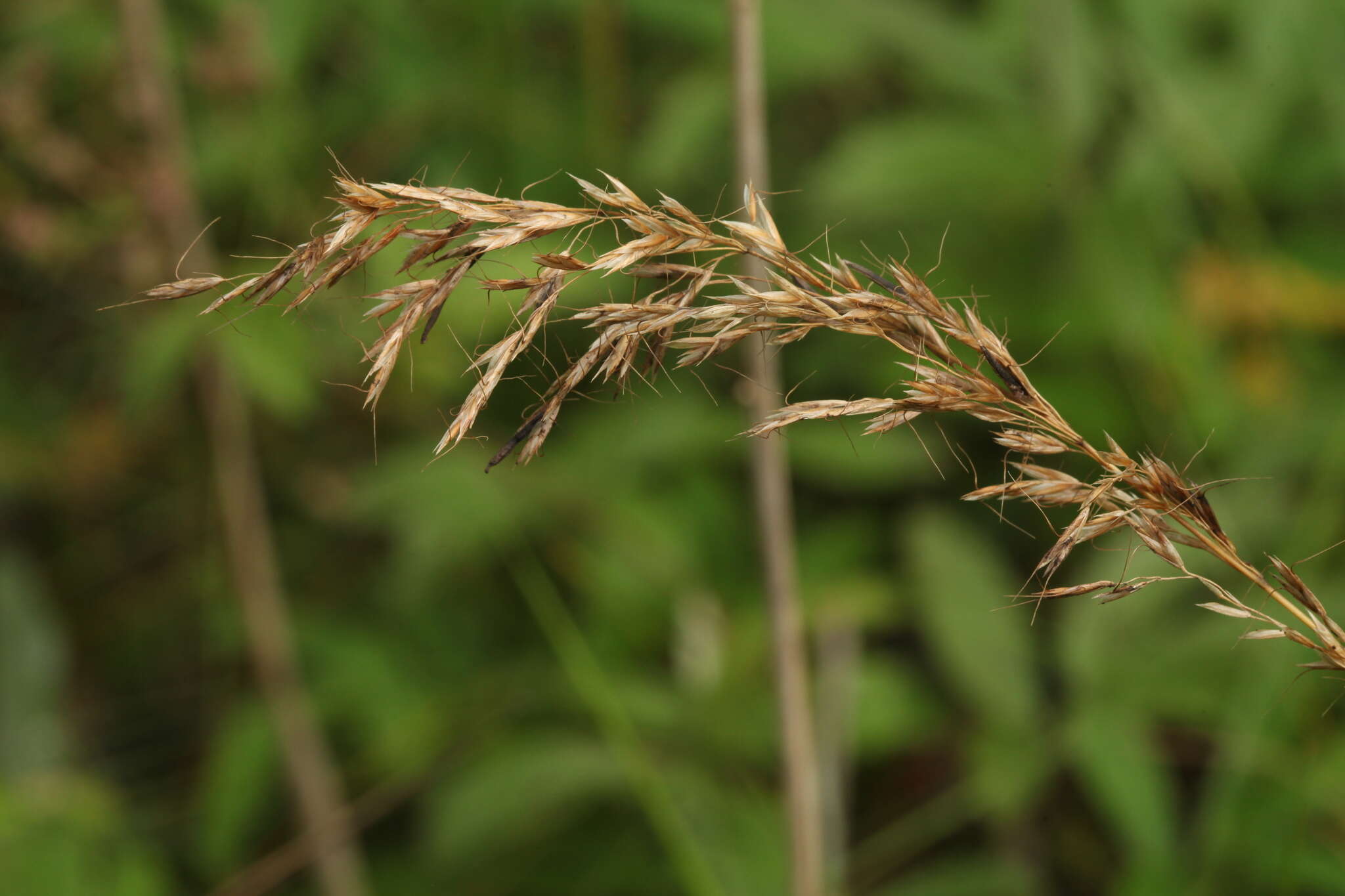 Plancia ëd Trisetum sibiricum Rupr.