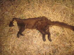 Image of European Pine Marten