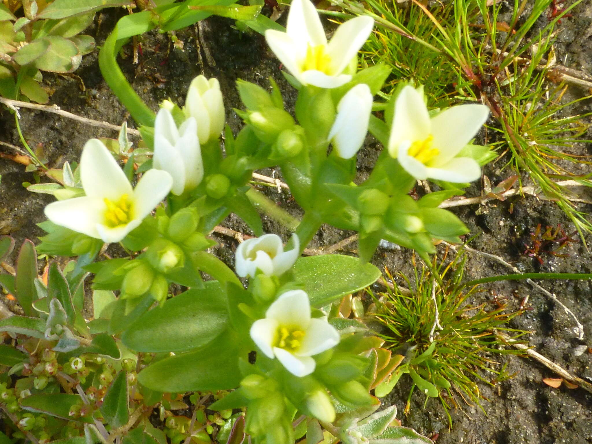 Image of Sebaea albens (L. fil.) Sm.