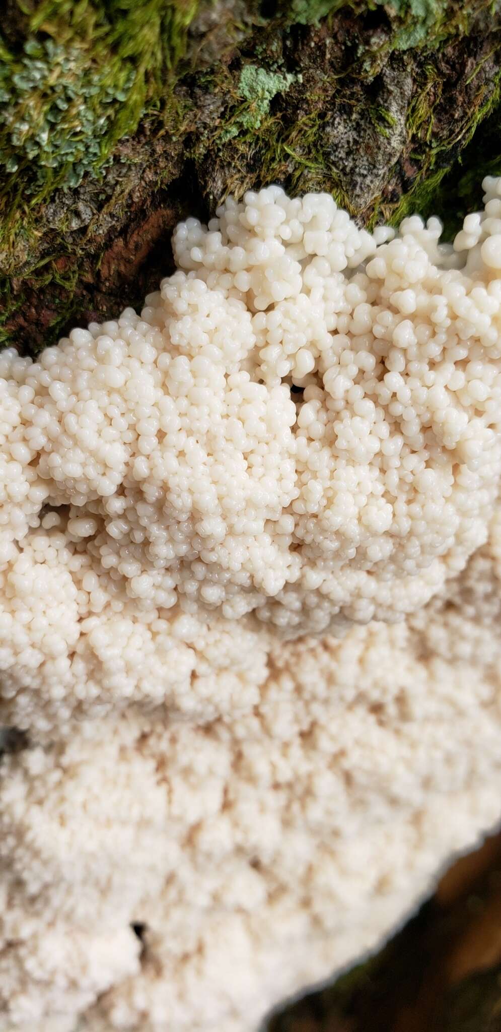 Image of Brefeldia