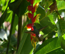 Image of Curve-winged Sabrewing