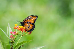 صورة <i>Danaus <i>gilippus</i></i> gilippus