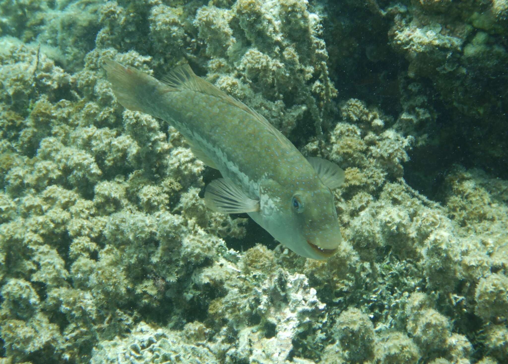 Image of Leptoscarus