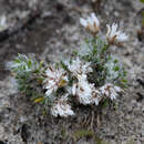 Image of Laxmannia brachyphylla F. Muell.