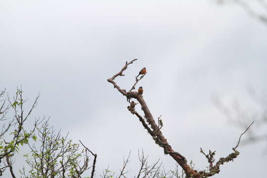 Image of Grey-headed Bullfinch