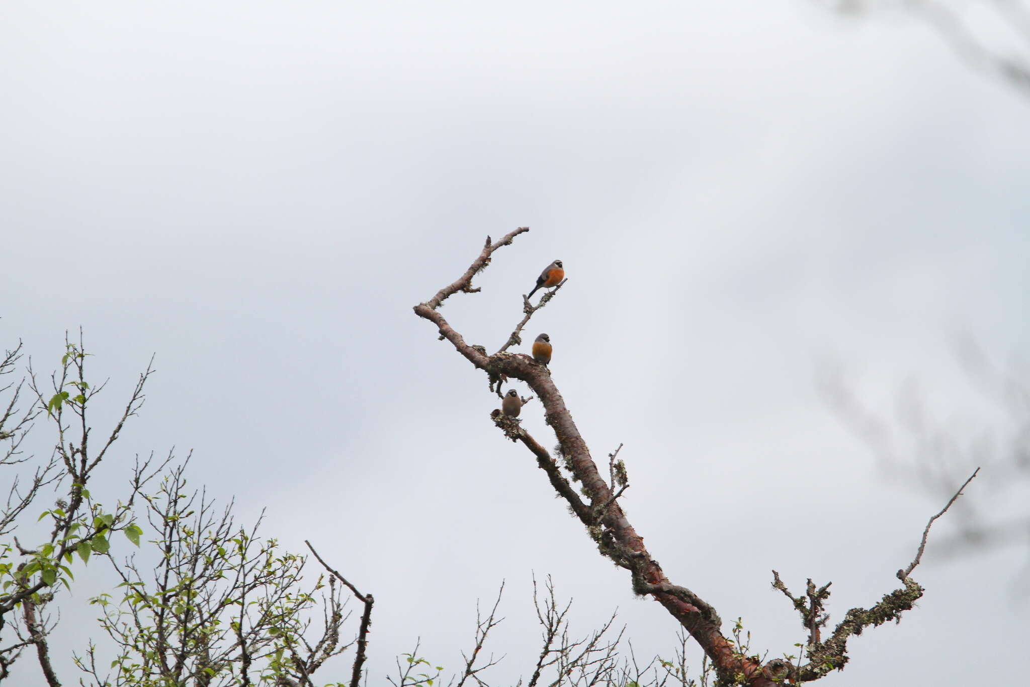 Image of Grey-headed Bullfinch