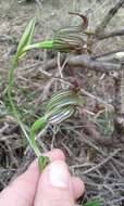 Image of Jug orchid