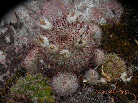 Parodia scopa (Spreng.) N. P. Taylor resmi