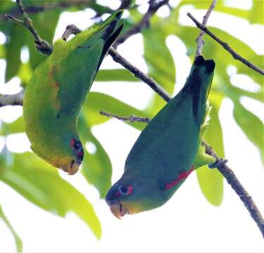 Image of Blue-fronted Parrotlet