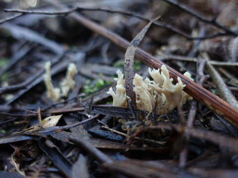 Image de Clavulina subrugosa (Cleland) Corner 1950