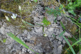 صورة Gentianella polysperes (L. G. Adams) Glenny