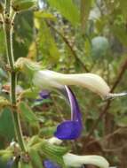 Imagem de Salvia albocaerulea Linden