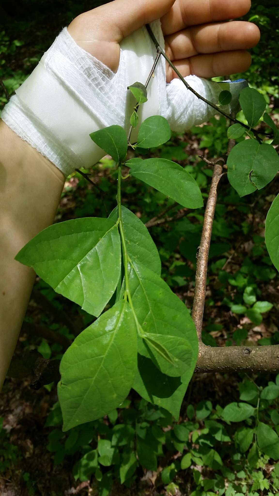 Image of northern spicebush