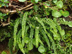 Image of maidenhair spleenwort