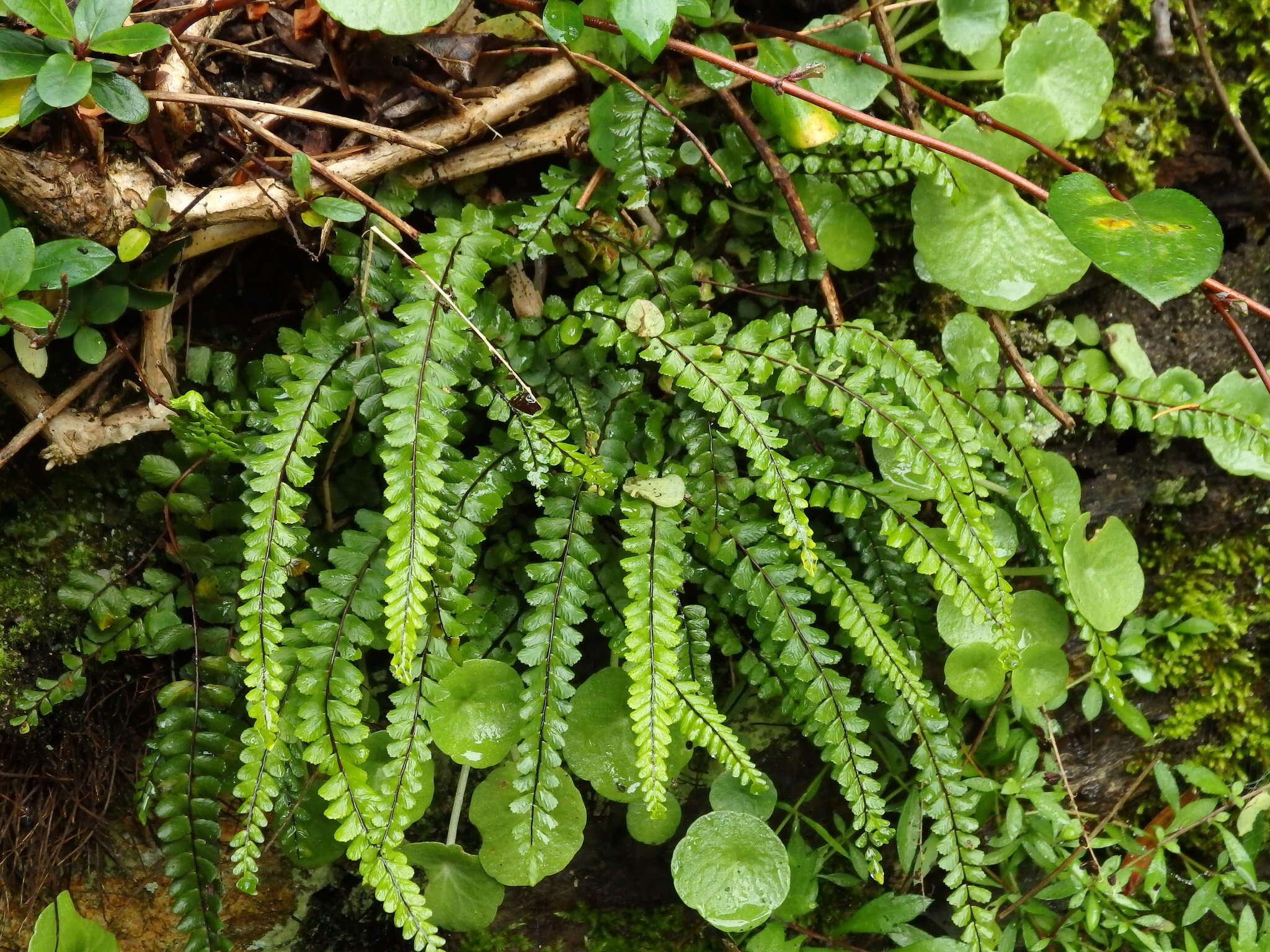 Image de Asplenium trichomanes subsp. quadrivalens D. E. Meyer