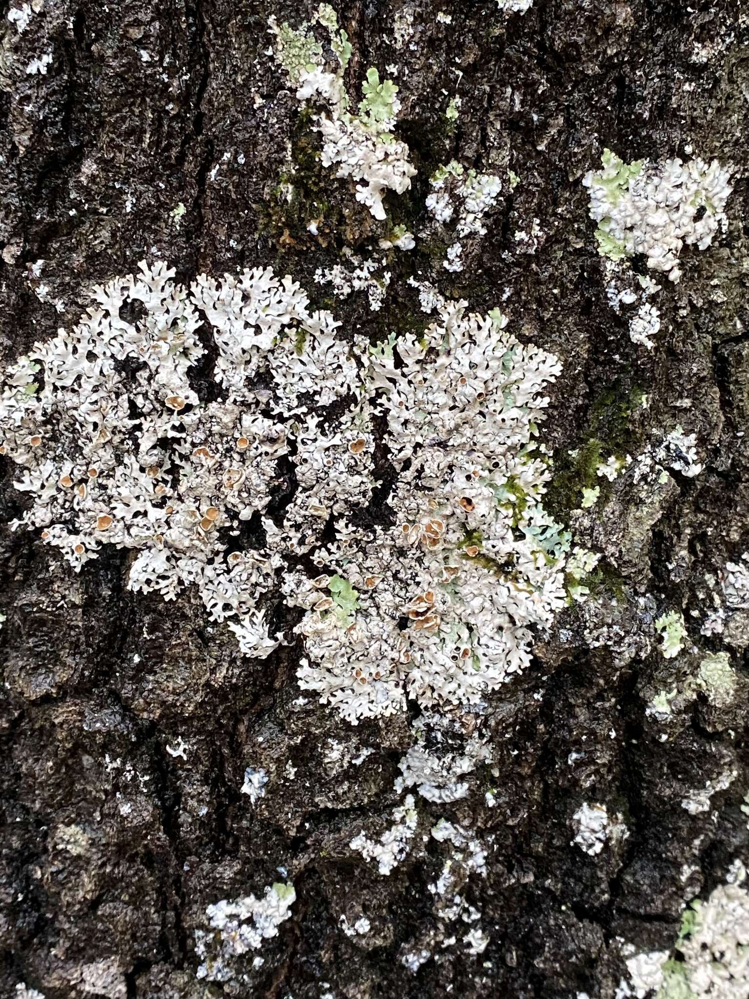 Image of hypotrachyna lichen