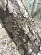 Image of Mexican plum