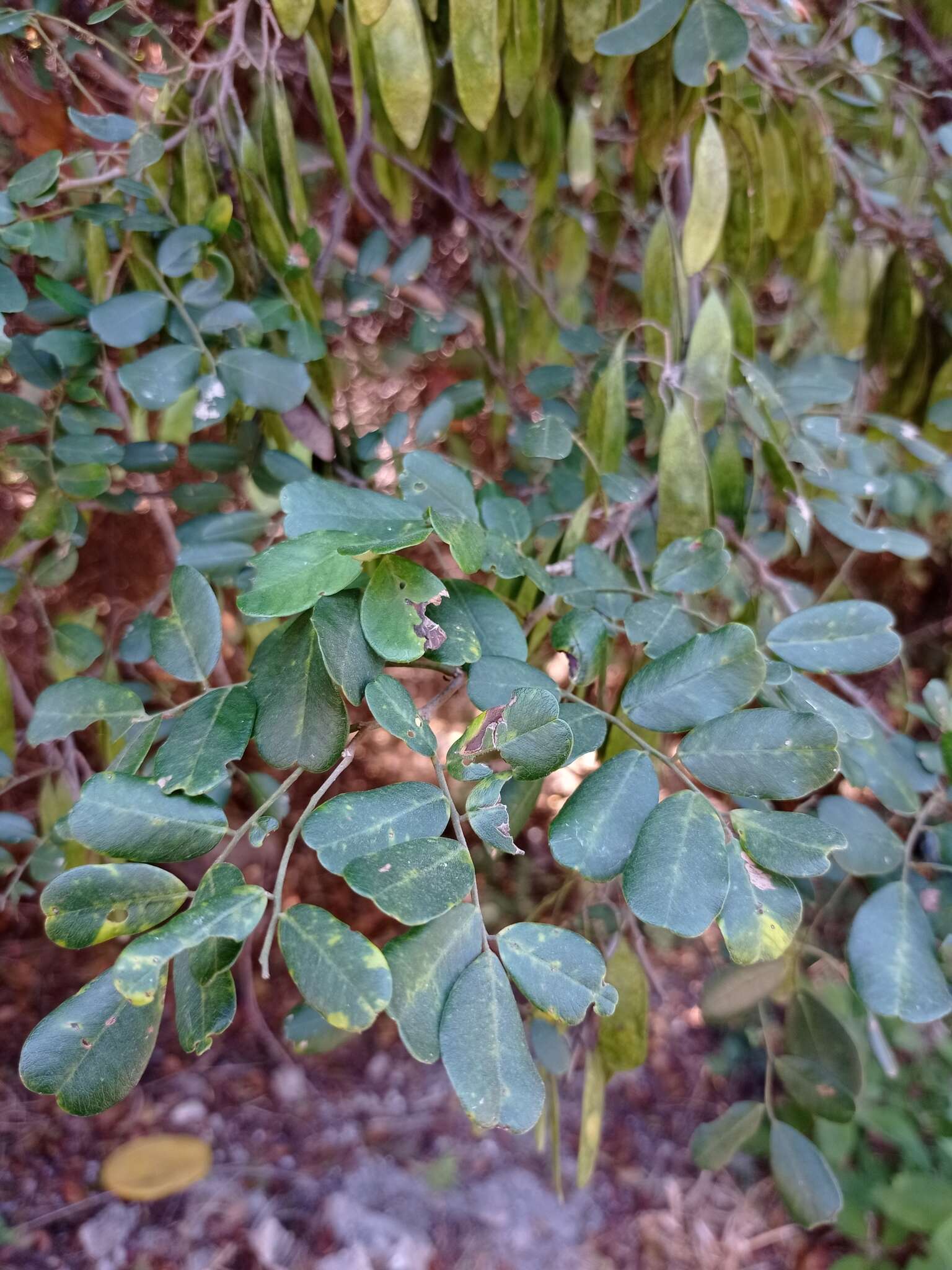 Image of Dalbergia glabra (Mill.) Standl.