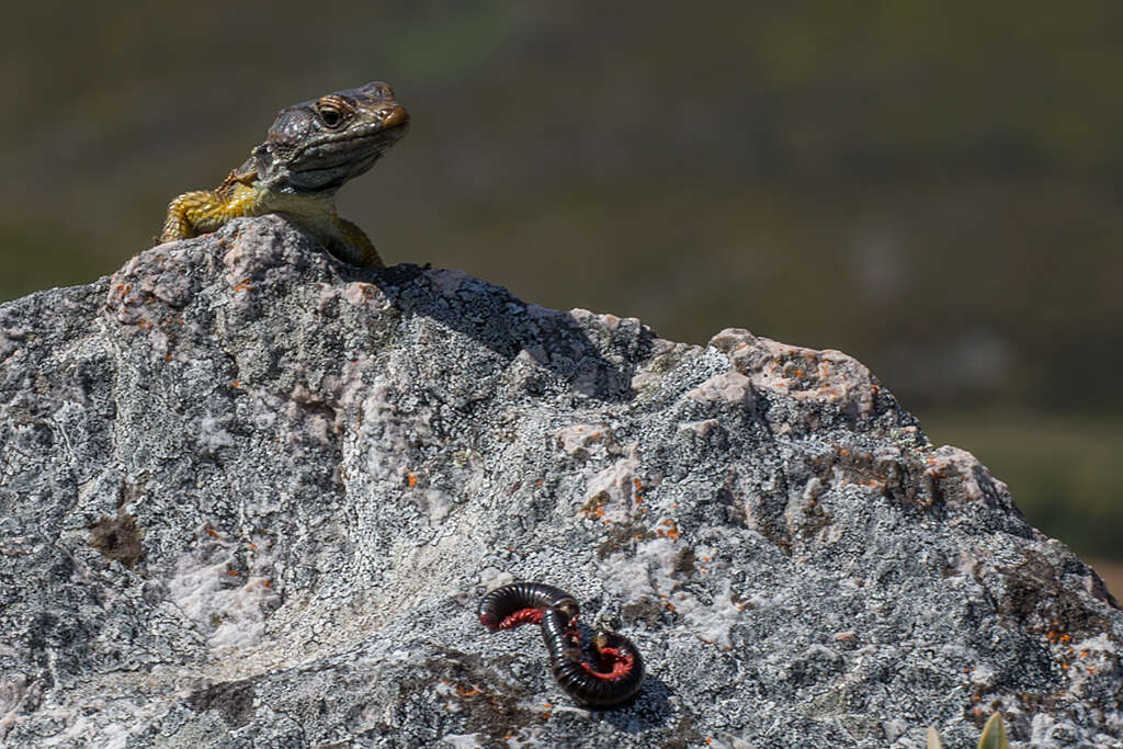 Image of Eastern Cape Crag Lizard